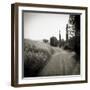 Country Lane with Cypress Trees in Early Morning Sunlight, San Quirico D'Orcia, Tuscany, Italy-Lee Frost-Framed Photographic Print