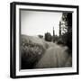 Country Lane with Cypress Trees in Early Morning Sunlight, San Quirico D'Orcia, Tuscany, Italy-Lee Frost-Framed Photographic Print