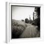 Country Lane with Cypress Trees in Early Morning Sunlight, San Quirico D'Orcia, Tuscany, Italy-Lee Frost-Framed Photographic Print