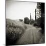 Country Lane with Cypress Trees in Early Morning Sunlight, San Quirico D'Orcia, Tuscany, Italy-Lee Frost-Mounted Photographic Print