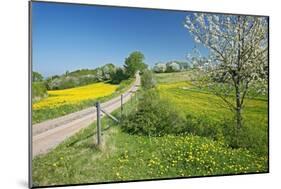 Country Lane-Bjorn Svensson-Mounted Photographic Print