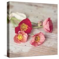 Country Poppies-Mandy Lynne-Stretched Canvas