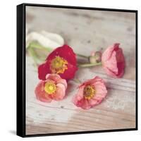 Country Poppies-Mandy Lynne-Framed Stretched Canvas