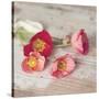 Country Poppies-Mandy Lynne-Stretched Canvas