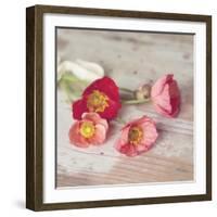 Country Poppies-Mandy Lynne-Framed Art Print