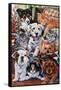 Country Pups and Kittens II-Jenny Newland-Framed Stretched Canvas