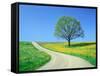 Country road and tree, spring-Herbert Kehrer-Framed Stretched Canvas