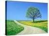 Country road and tree, spring-Herbert Kehrer-Stretched Canvas