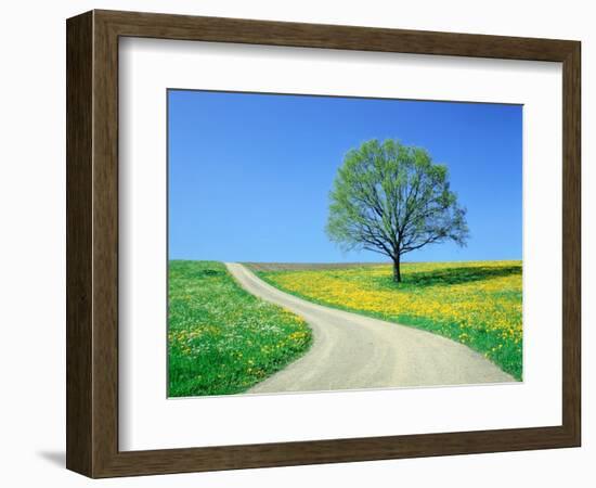 Country road and tree, spring-Herbert Kehrer-Framed Photographic Print