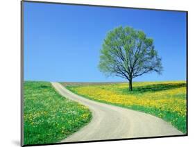 Country road and tree, spring-Herbert Kehrer-Mounted Photographic Print