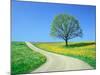 Country road and tree, spring-Herbert Kehrer-Mounted Photographic Print