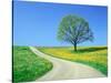 Country road and tree, spring-Herbert Kehrer-Stretched Canvas