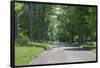 Country Road Berkshires MA Photo Poster-null-Framed Poster