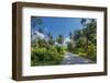 Country Road by Luxuriant Vegetation on Ko Samui, Thailand, Asia-P. Widmann-Framed Photographic Print