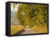 Country Road, Great Smoky Mountains National Park, Cades Cove, Tennessee, USA-Adam Jones-Framed Stretched Canvas