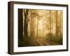 Country Road in Fog, Dandenong Ranges, Victoria, Australia, Pacific-Jochen Schlenker-Framed Photographic Print