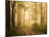 Country Road in Fog, Dandenong Ranges, Victoria, Australia, Pacific-Jochen Schlenker-Mounted Photographic Print