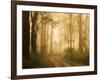 Country Road in Fog, Dandenong Ranges, Victoria, Australia, Pacific-Jochen Schlenker-Framed Photographic Print