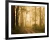 Country Road in Fog, Dandenong Ranges, Victoria, Australia, Pacific-Jochen Schlenker-Framed Photographic Print