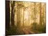 Country Road in Fog, Dandenong Ranges, Victoria, Australia, Pacific-Jochen Schlenker-Mounted Photographic Print