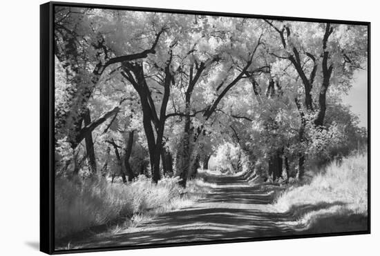 Country Road in Kansas, infrared photo-Michael Scheufler-Framed Stretched Canvas