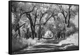 Country Road in Kansas, infrared photo-Michael Scheufler-Framed Stretched Canvas