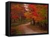 Country Road in the Fall, Vermont, USA-Charles Sleicher-Framed Stretched Canvas