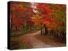 Country Road in the Fall, Vermont, USA-Charles Sleicher-Stretched Canvas