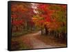 Country Road in the Fall, Vermont, USA-Charles Sleicher-Framed Stretched Canvas