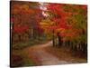 Country Road in the Fall, Vermont, USA-Charles Sleicher-Stretched Canvas