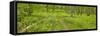 Country Road Panorama VI-James McLoughlin-Framed Stretched Canvas