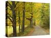 Country Road Passing by Autumn Trees, New England, USA-Walter Bibikow-Stretched Canvas