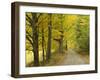 Country Road Passing by Autumn Trees, New England, USA-Walter Bibikow-Framed Photographic Print