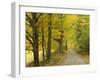 Country Road Passing by Autumn Trees, New England, USA-Walter Bibikow-Framed Photographic Print