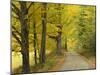 Country Road Passing by Autumn Trees, New England, USA-Walter Bibikow-Mounted Photographic Print