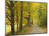 Country Road Passing by Autumn Trees, New England, USA-Walter Bibikow-Mounted Photographic Print