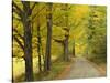 Country Road Passing by Autumn Trees, New England, USA-Walter Bibikow-Stretched Canvas