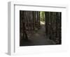 Country Road Photo VI-James McLoughlin-Framed Photographic Print