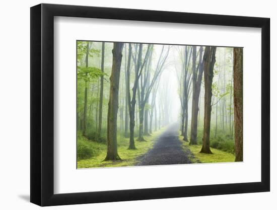 Country Road Photo VIII-James McLoughlin-Framed Photographic Print