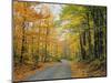 Country Road Through Forest in Autumn-James Randklev-Mounted Photographic Print