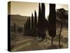 Country Road Towards Pienza, Val D' Orcia, Tuscany, Italy-Doug Pearson-Stretched Canvas