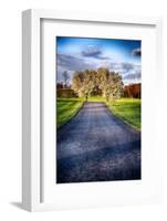 Country Road With Blooming Trees, New Jersey-George Oze-Framed Photographic Print