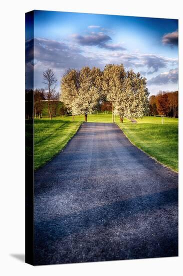 Country Road With Blooming Trees, New Jersey-George Oze-Stretched Canvas