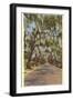 Country Road with Spanish Moss, South Carolina-null-Framed Art Print