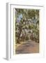 Country Road with Spanish Moss, South Carolina-null-Framed Art Print