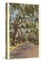 Country Road with Spanish Moss, South Carolina-null-Stretched Canvas