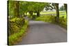 Country Road, Yorkshire Dales National Park, Yorkshire, England, United Kingdom, Europe-Miles Ertman-Stretched Canvas