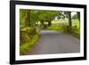 Country Road, Yorkshire Dales National Park, Yorkshire, England, United Kingdom, Europe-Miles Ertman-Framed Photographic Print