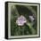 Country Rose-Art and a Little Magic-Framed Stretched Canvas