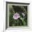 Country Rose-Art and a Little Magic-Framed Giclee Print